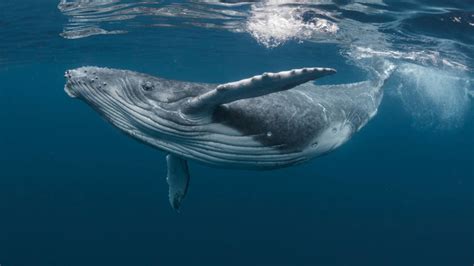 pene de la ballena|En el mundo de la ballena el tamaño importa